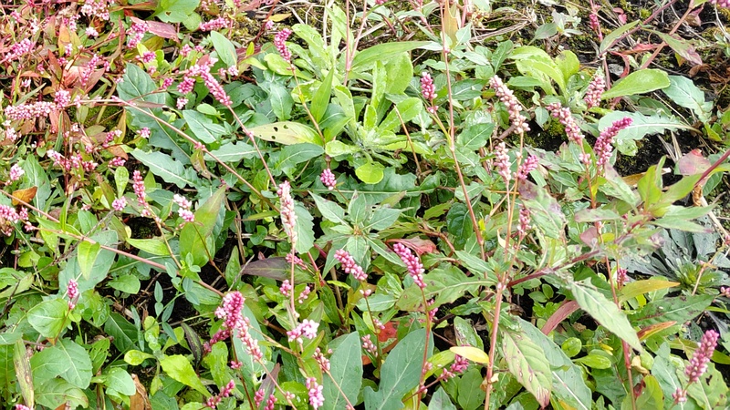 イヌタデ 横浜市旭区今宿南町