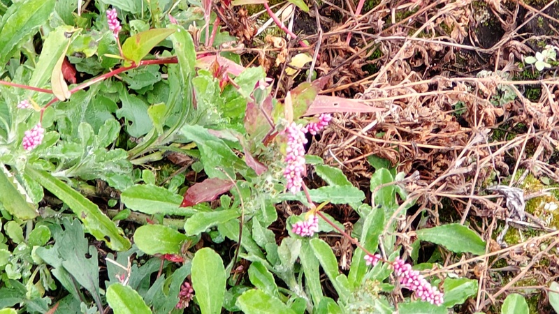 イヌタデ 横浜市旭区今宿南町