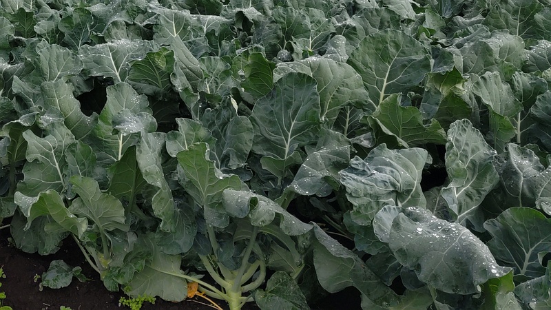 キャベツ 横浜市旭区今宿南町