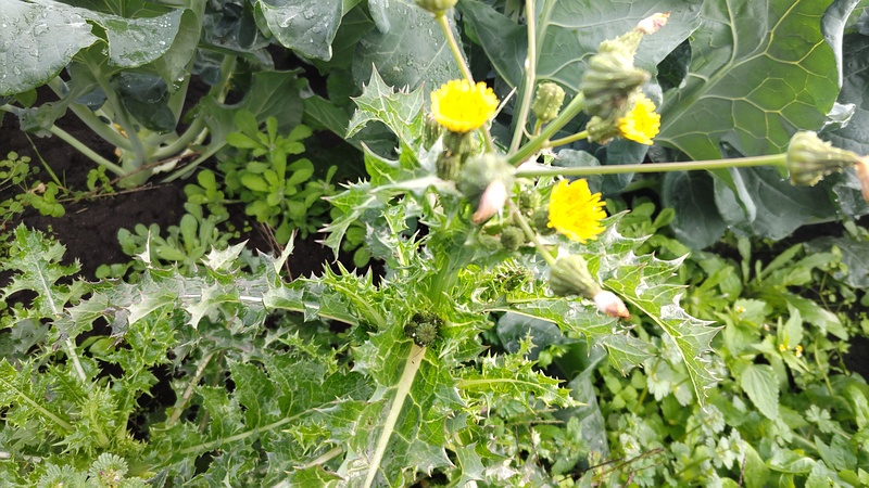 ノゲシの花 横浜市旭区今宿南町