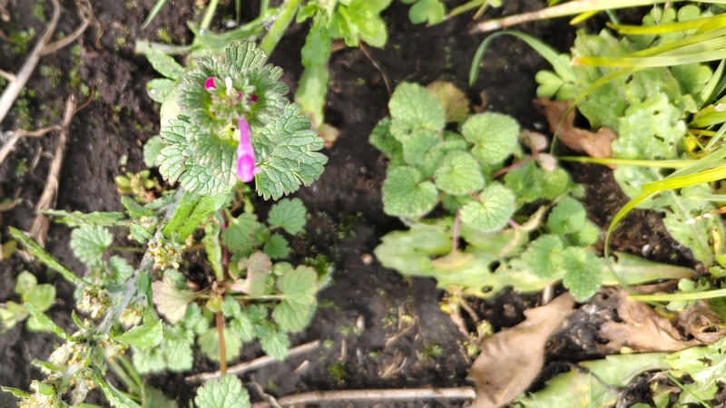 ホトケノザの花 横浜市旭区今宿南町