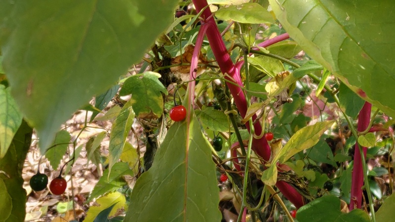 ヒヨドリジョウゴの果実 横浜市旭区今宿南町