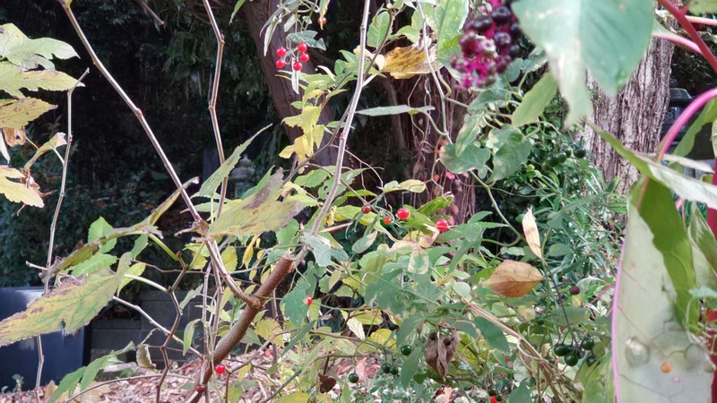 ヒヨドリジョウゴの果実 横浜市旭区今宿南町