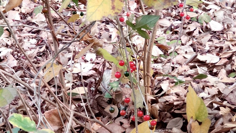 ヒヨドリジョウゴの果実 横浜市旭区今宿南町