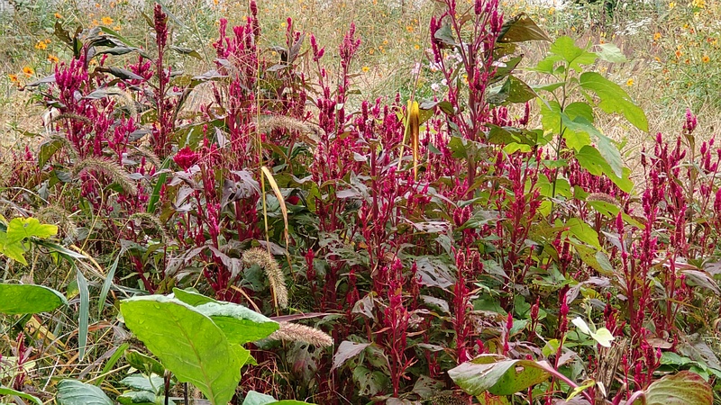 ケイトウ 横浜市旭区今宿南町
