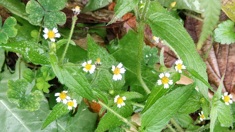 ハキダメギクの花 横浜市旭区今宿南町