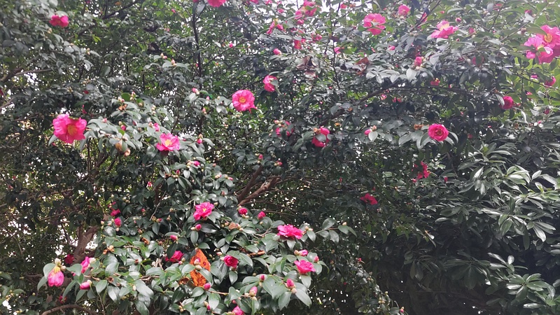 サザンカの花 横浜市旭区今宿南町