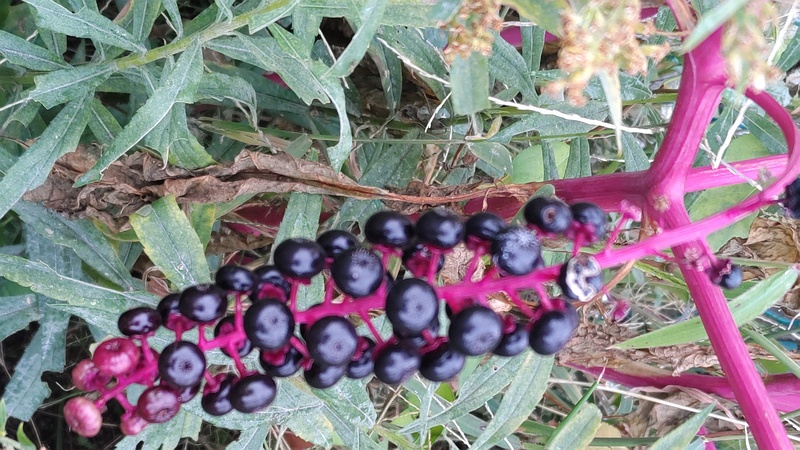 ヨウシュヤマゴボウの果実 横浜市旭区今宿南町