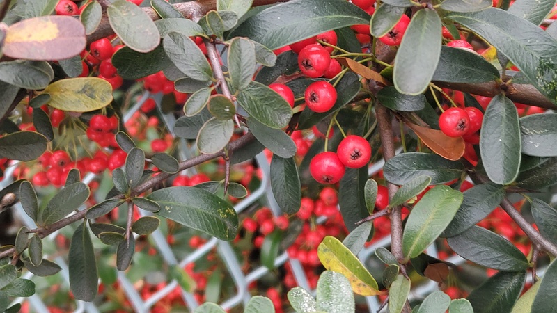 ピラカンサ 横浜市旭区今宿南町