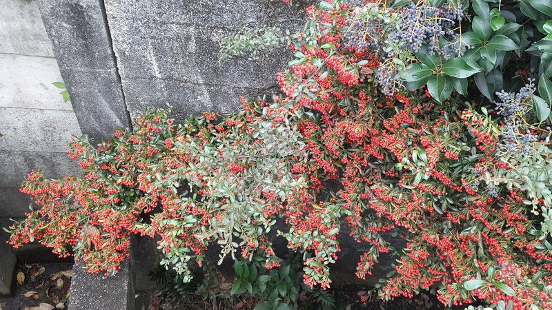 ピラカンサとトウネズミモチ 横浜市旭区今宿南町