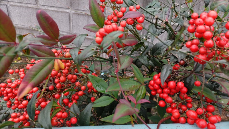ナンテン 横浜市旭区今宿南町