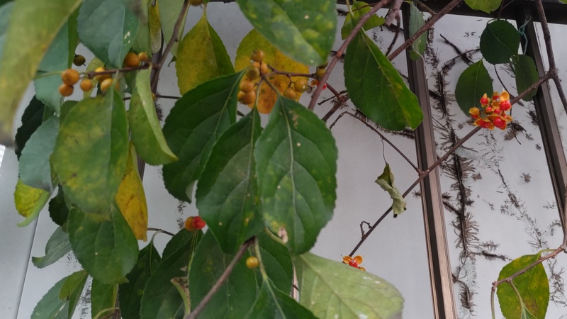 ツルウメモドキ 横浜市旭区今宿南町