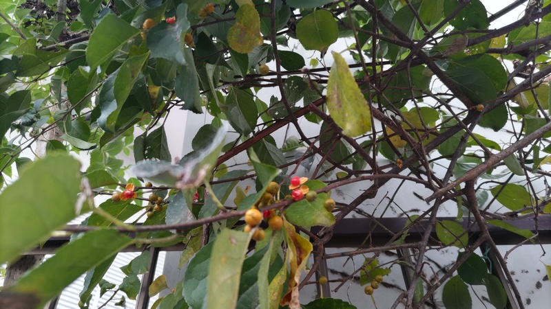 ツルウメモドキ 横浜市旭区今宿南町