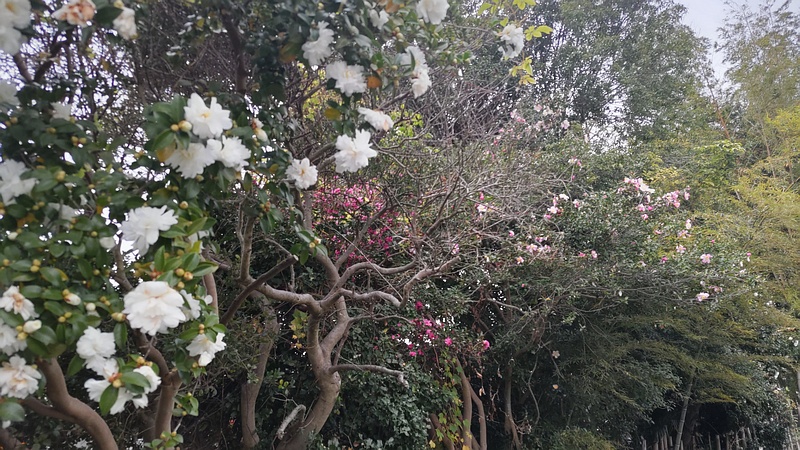 サザンカの花 横浜市旭区今宿南町