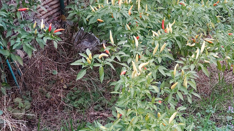 トウガラシの果実 横浜市旭区今宿南町