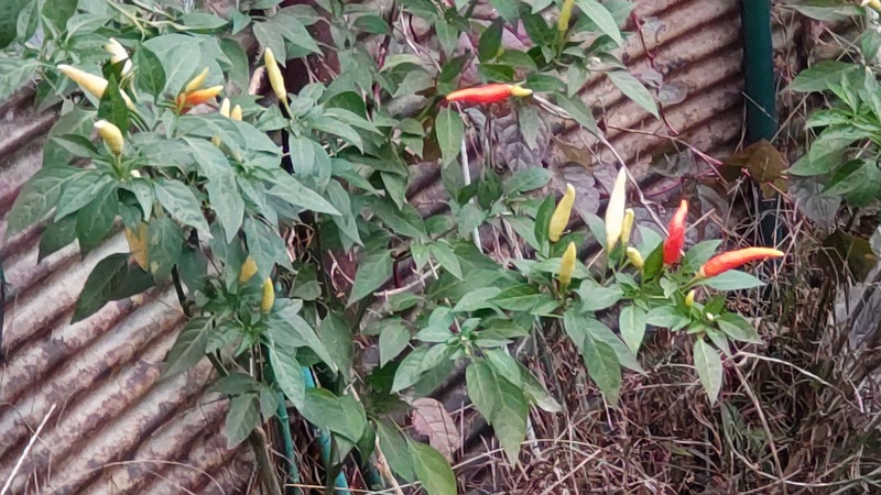 トウガラシの果実 横浜市旭区今宿南町