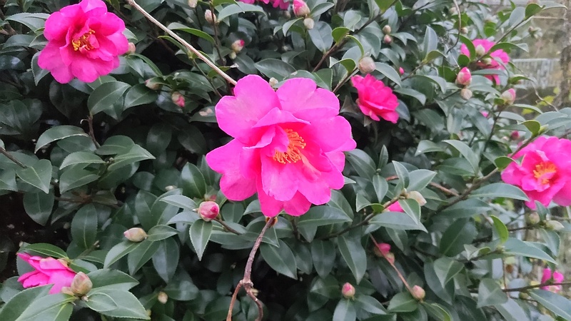 サザンカの花 横浜市旭区今宿南町