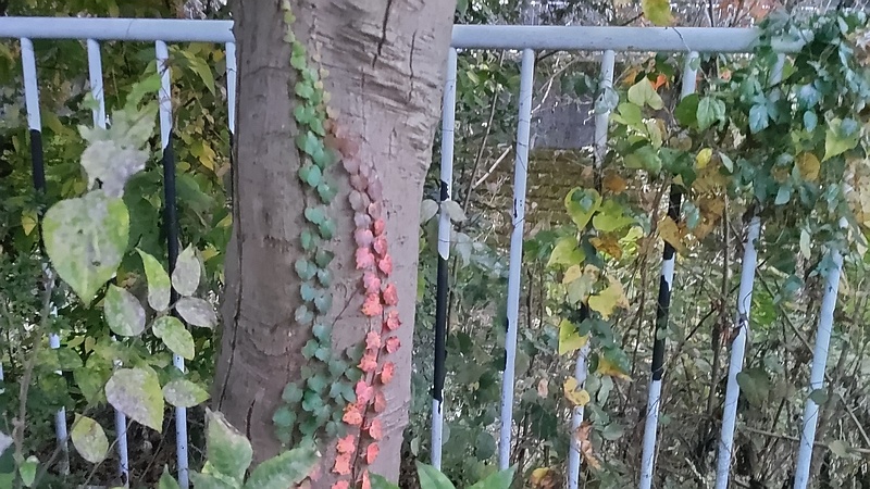 ツタ 横浜市旭区今宿南町