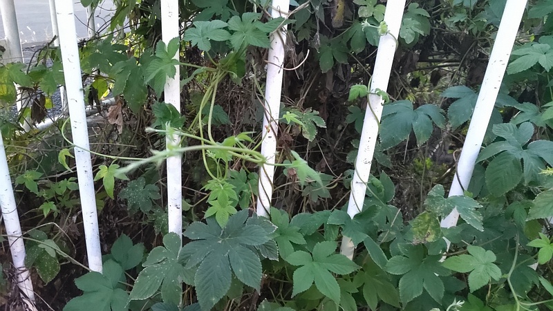 カナムグラ 横浜市旭区今宿南町