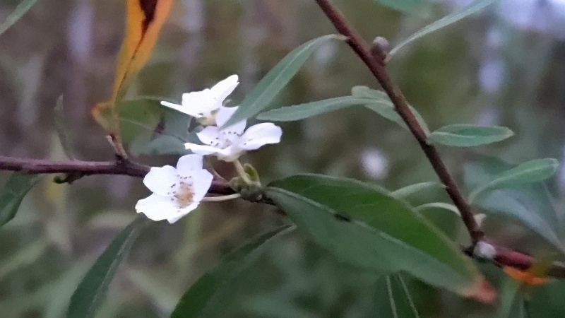 ユキヤナギの花 横浜市旭区鶴ヶ峰本町