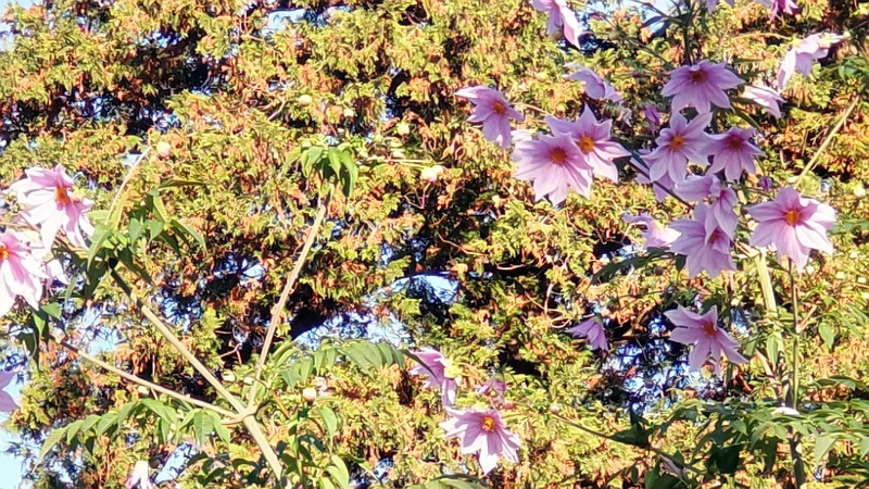 コダチダリア 横浜市旭区中希望が丘