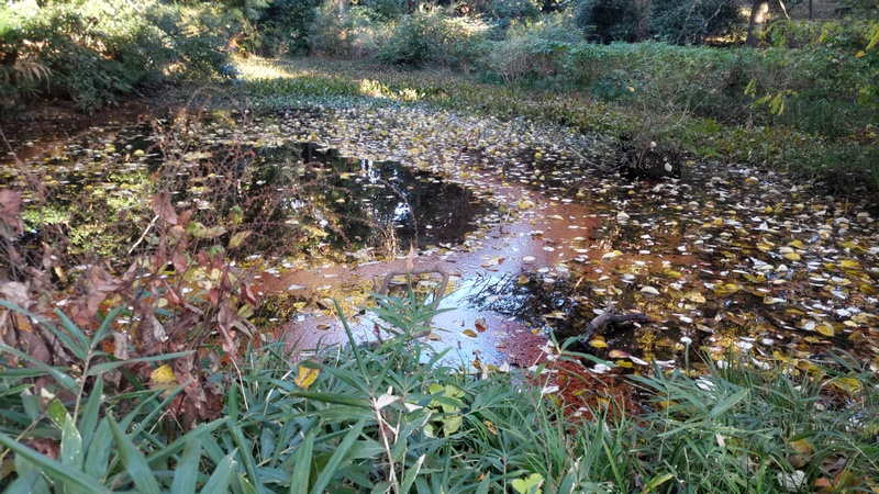 湧水池 横浜市旭区希望が丘水の森公園