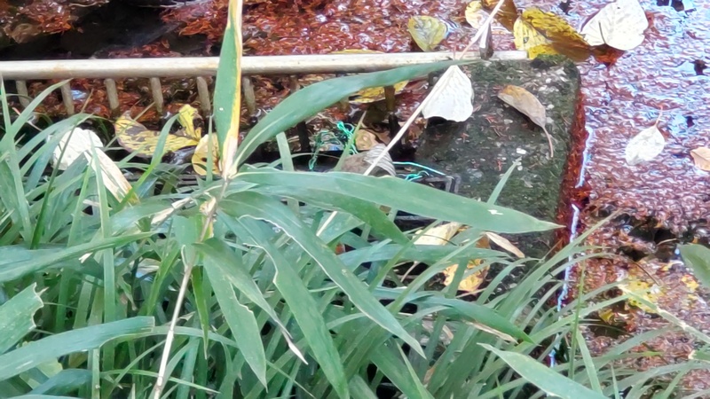 湧水池の排水口 横浜市旭区希望が丘水の森公園