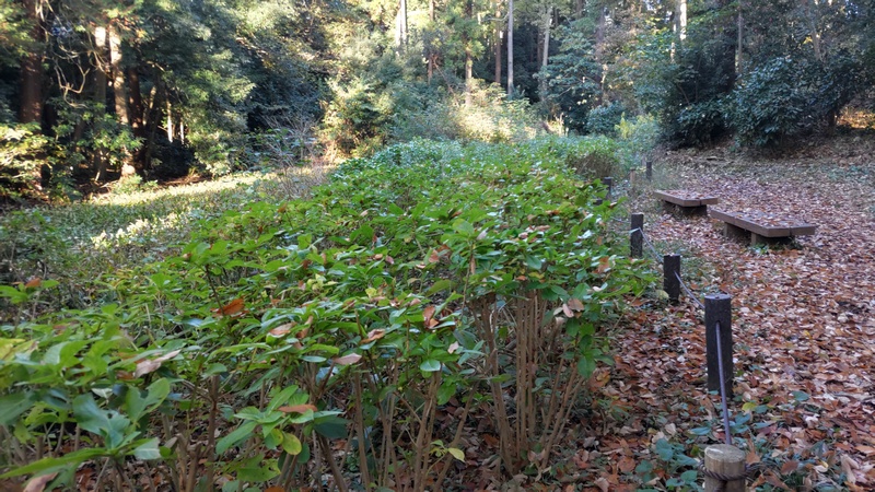 生物保護区域のアジサイとベンチ 横浜市旭区希望が丘水の森公園