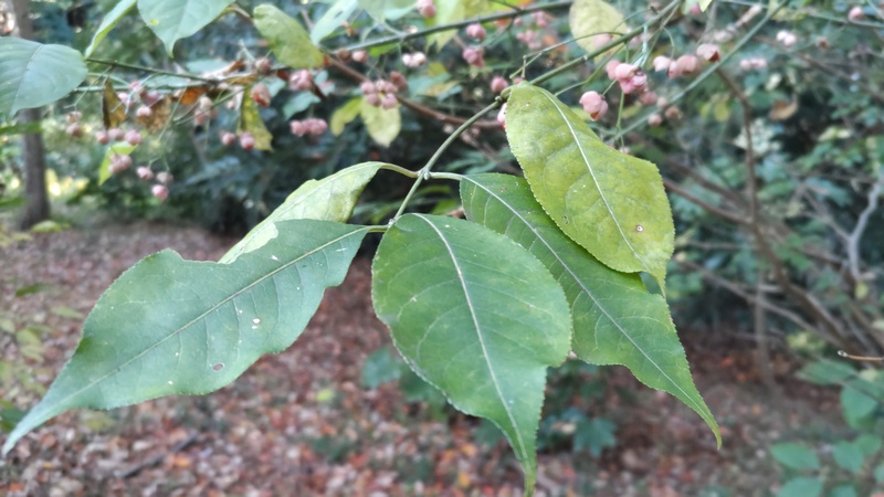 マユミ 横浜市旭区希望が丘水の森公園