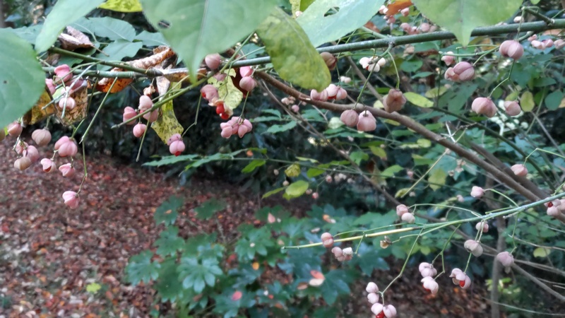 マユミ 横浜市旭区希望が丘水の森公園