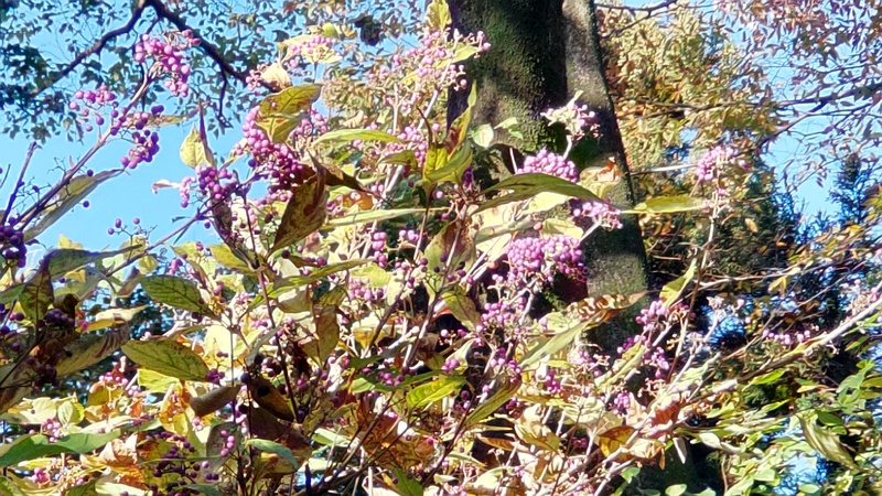 ムラサキシキブの果実 横浜市旭区希望が丘水の森公園