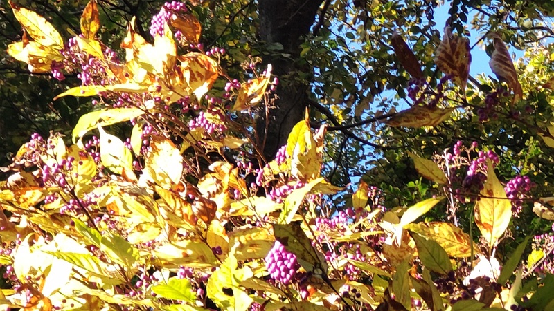 ムラサキシキブの果実 横浜市旭区希望が丘水の森公園