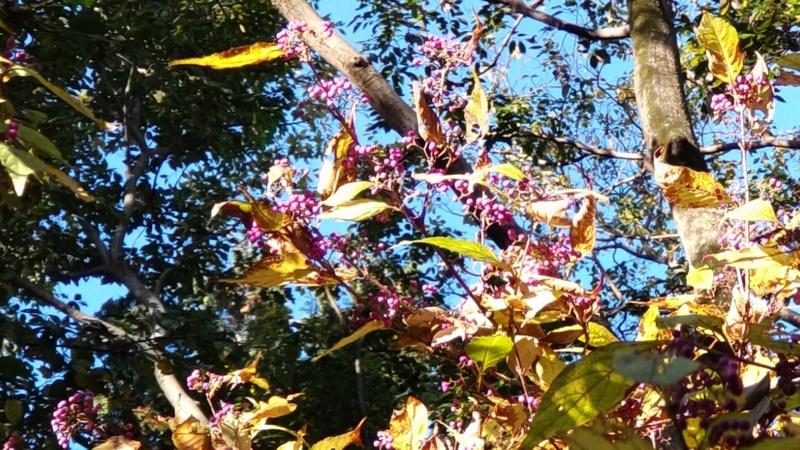 ムラサキシキブの果実 横浜市旭区希望が丘水の森公園