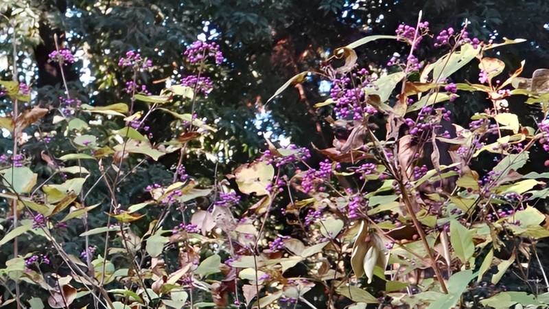 ムラサキシキブの果実 横浜市旭区希望が丘水の森公園