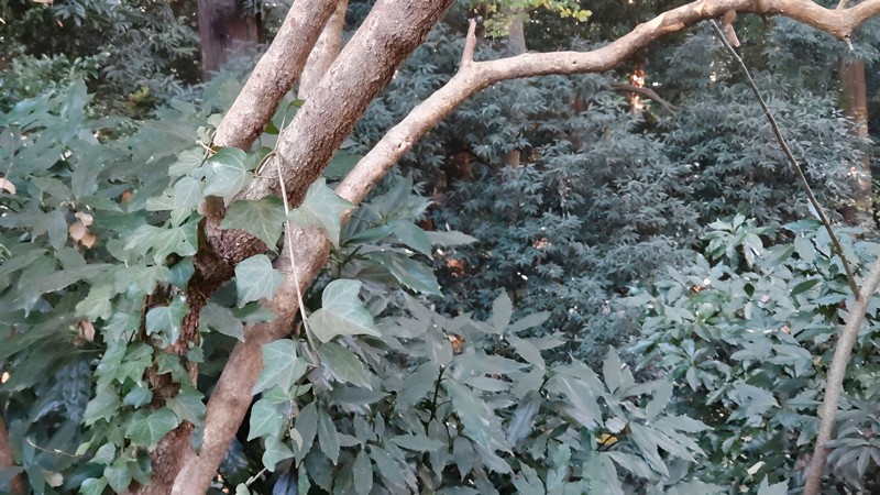 キヅタ 横浜市旭区希望が丘水の森公園