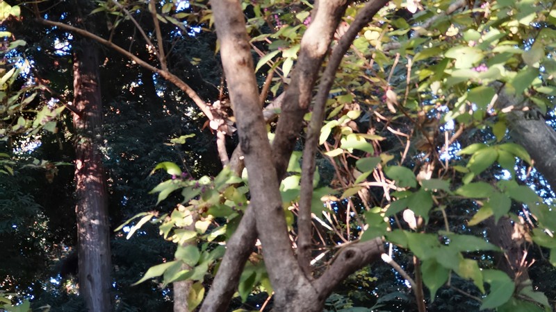 ムラサキシキブの木 横浜市旭区希望が丘水の森公園