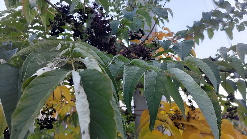 カラスザンショウの果実 横浜市旭区南希望が丘南希の森緑地