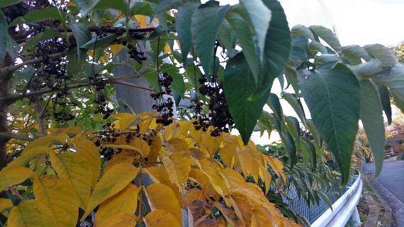 カラスザンショウの果実 横浜市旭区南希望が丘南希の森緑地