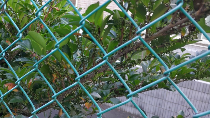 ヒサカキ 横浜市旭区南希望が丘南希の森緑地