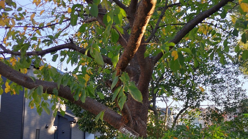 カワヅザクラの名札 横浜市旭区南希望が丘南希の森緑地