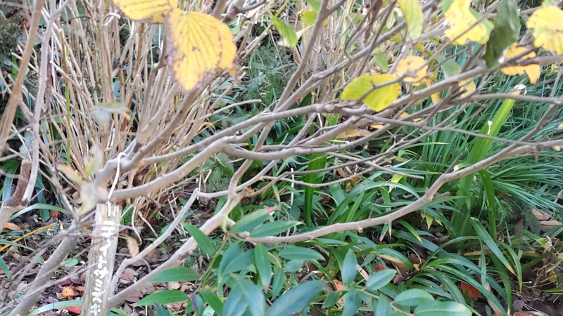 ニオイトサミズキの名札 横浜市旭区南希望が丘南希の森緑地