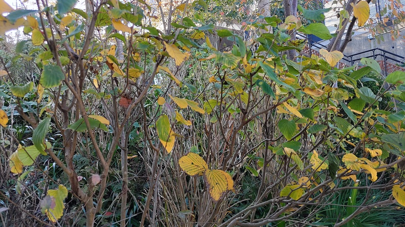 ニオイトサミズキ 横浜市旭区南希望が丘南希の森緑地