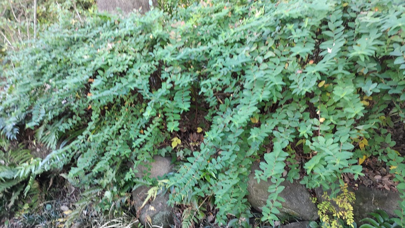 キンシバイ 横浜市旭区南希望が丘南希の森緑地