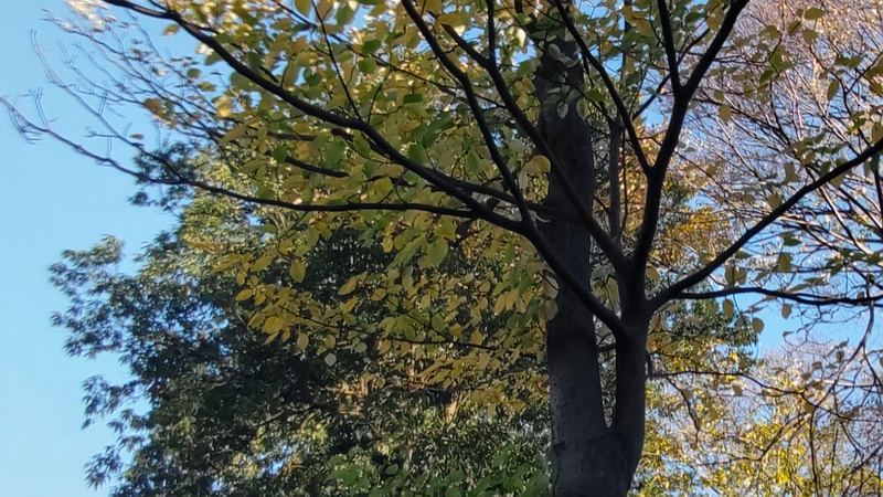 ミズキの名札 横浜市旭区南希望が丘南希の森緑地