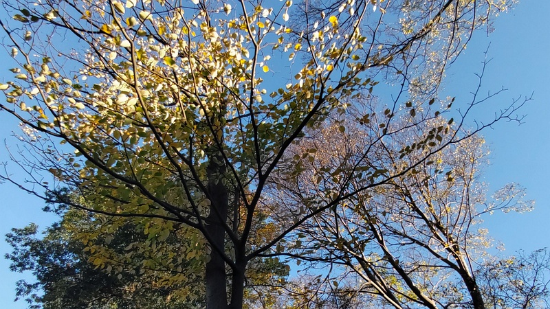 ミズキ 横浜市旭区南希望が丘南希の森緑地