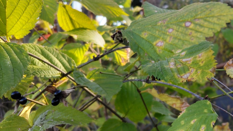 シロヤマブキの果実 横浜市旭区南希望が丘南希の森緑地