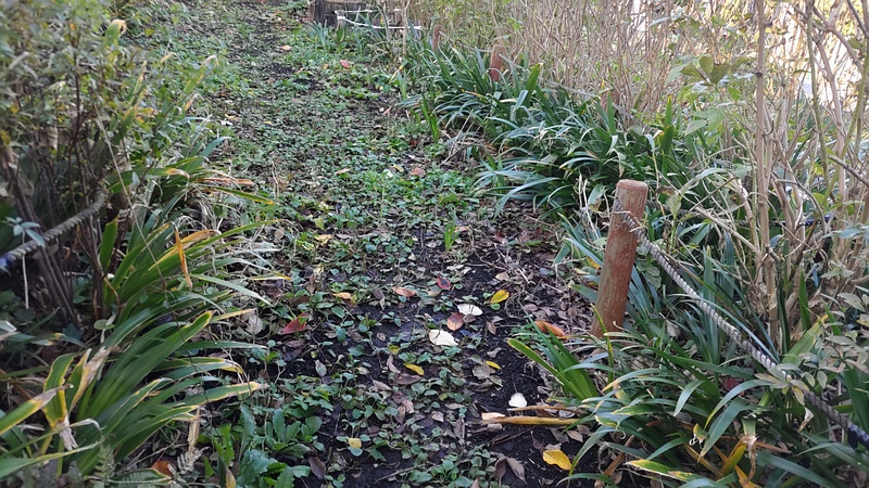 シャガ 横浜市旭区南希望が丘南希の森緑地