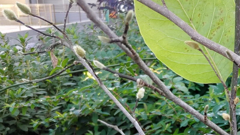 コブシの冬芽 横浜市旭区南希望が丘南希の森緑地