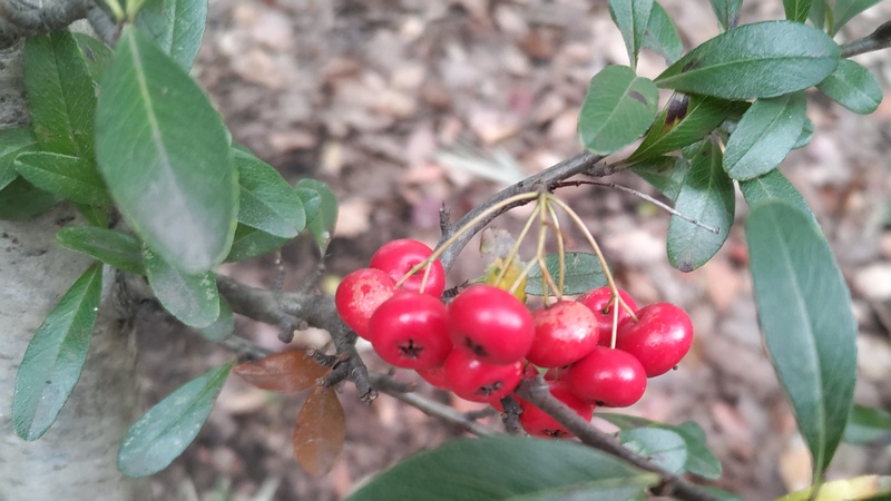生垣展示のタチバナモドキ 東京都大田区平和の森公園