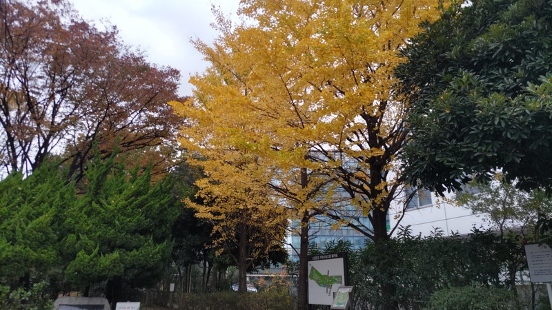 イチョウの紅葉 東京都大田区平和の森公園